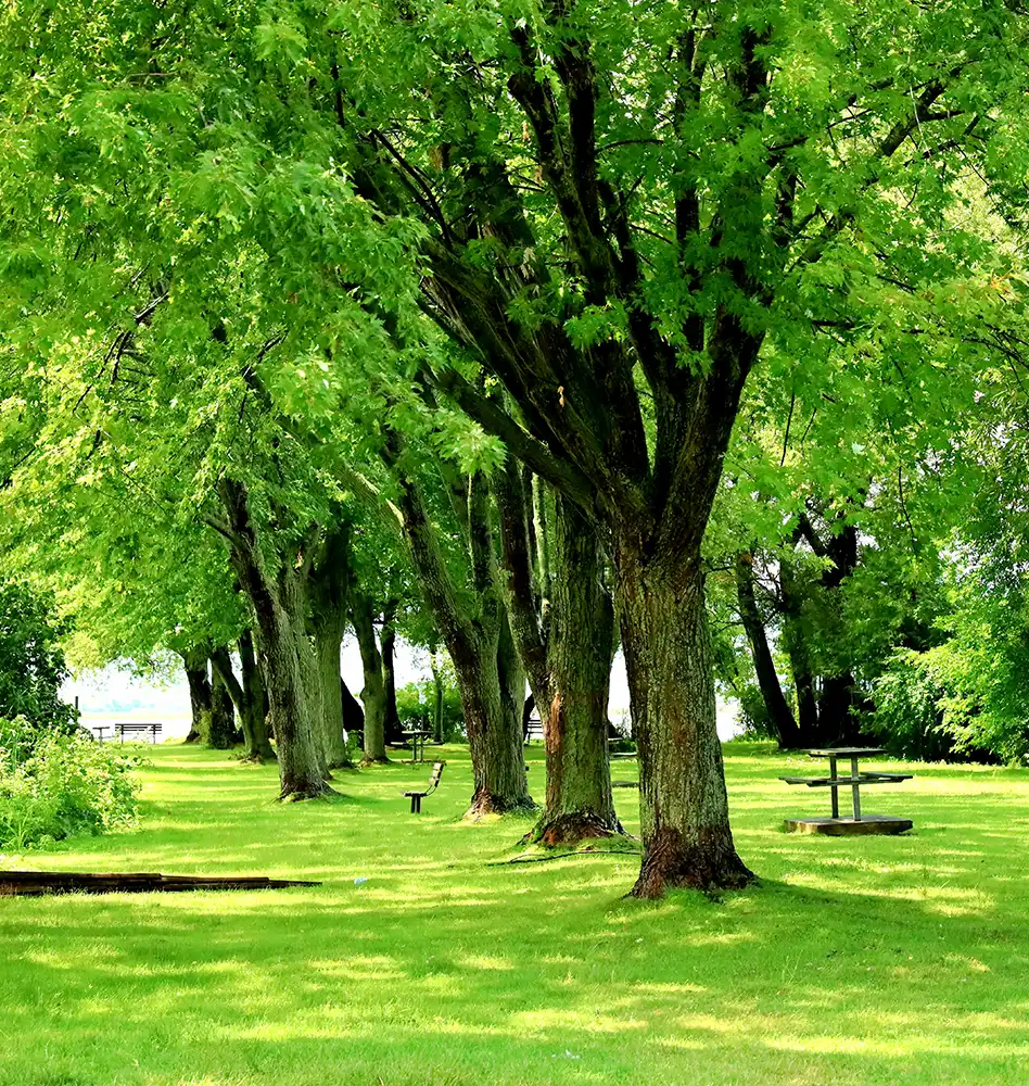 tree care first mankato mn